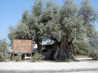 600 year old Olive tree - Polis